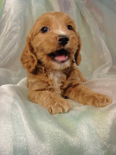 Female Cockapoo Puppy for Sale #16 Born July 5, 2011